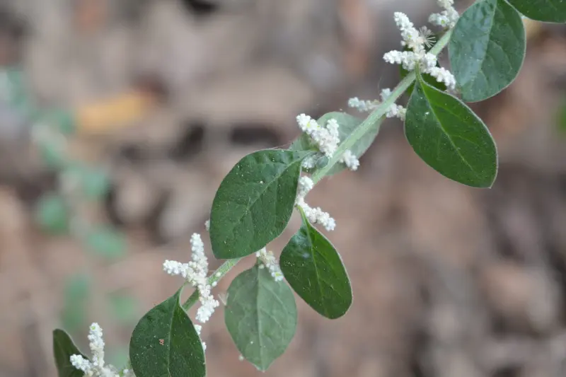 गोरखबूटी, गोरखगांजा (Aerva lanata)