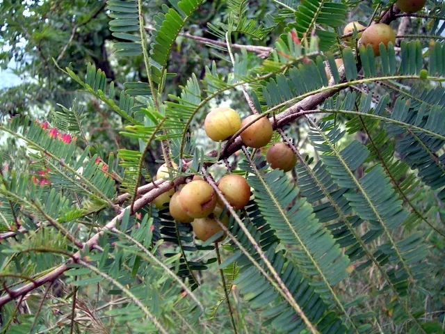 आंवला medicinal herb