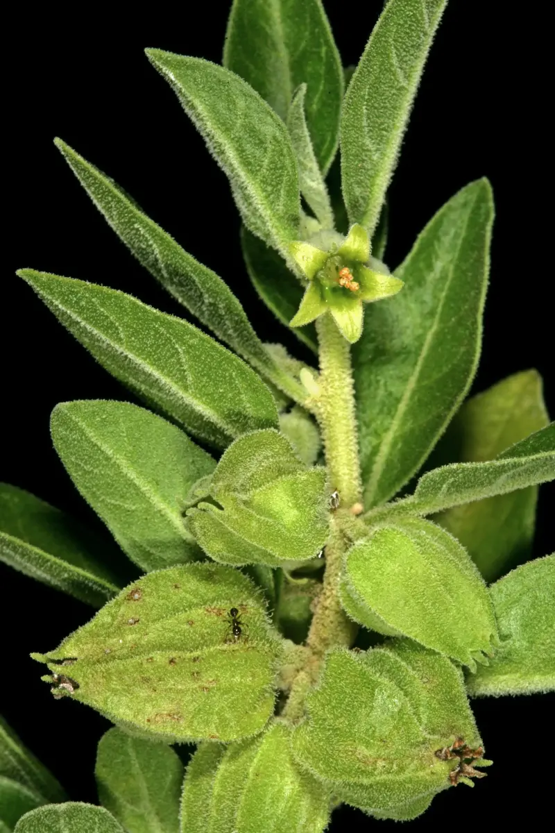 Indian Ginseng (Withania somnifera)