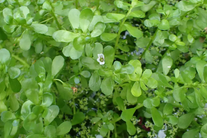 Brahmi, Water Hyssop medicinal herb