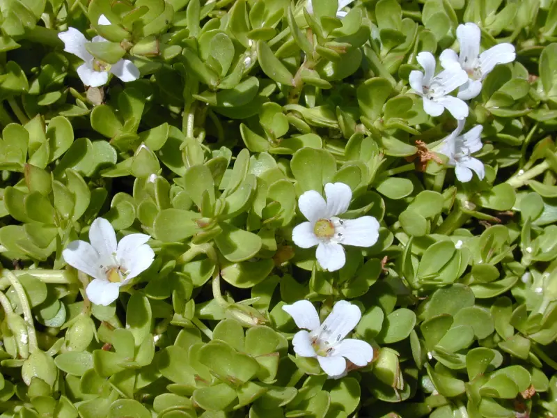 Brahmi, Water Hyssop medicinal herb