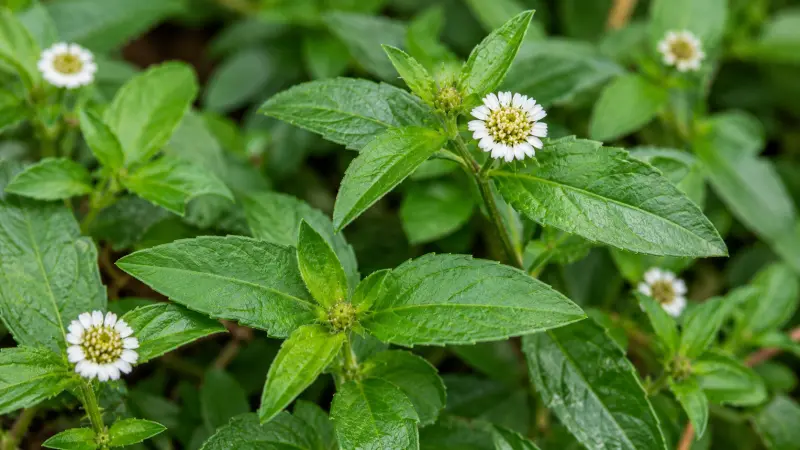 भृंगराज (Eclipta prostrata)