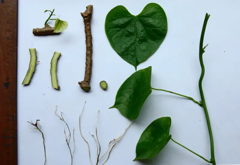 Guduchi, Indian Tinospora (Tinospora cordifolia)