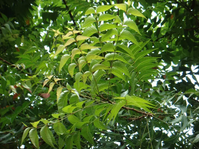 Indian Lilac, Margosa medicinal herb