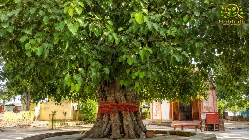 Sacred Fig, Bodhi Tree (Ficus religiosa)