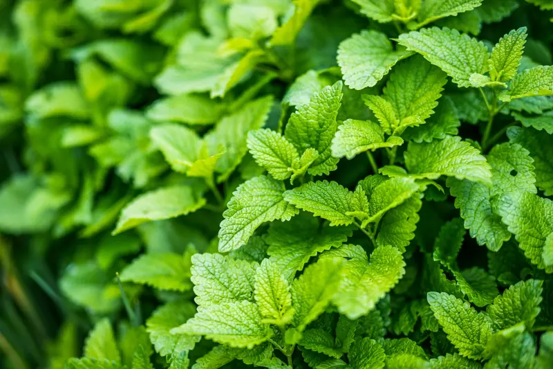 Mint, Spearmint, Peppermint (Mentha spp.)