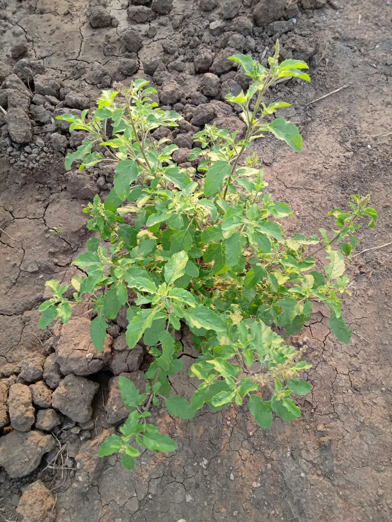 Holy Basil medicinal herb