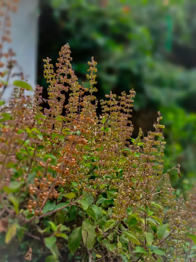 Holy Basil medicinal herb